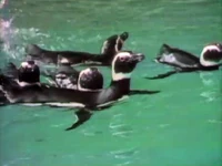 Lookatthepenguinstakinabath