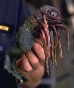 KlatooinePaddyFrog