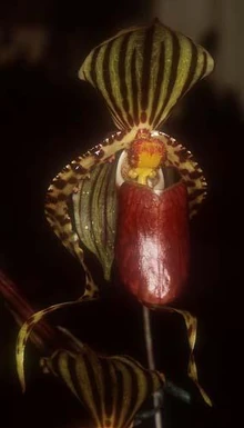 Paph supardii