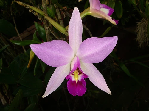 Laelia gouldiana Orchids Wiki