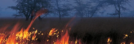 Amazon grasslands.jpg