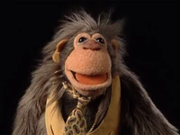 SalMonkey
