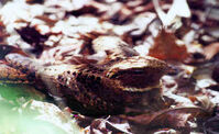 Caprimulgusrufus