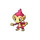 Chimchar DP variocolor