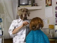 Wegmandogs.hairstylist.jpg