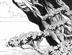 Trileaf