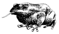 Giant Toad.jpg