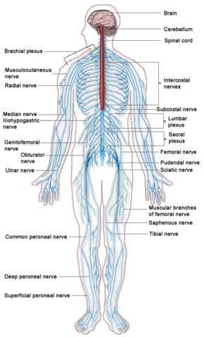Main nerves of the Peripheral Nervous System
