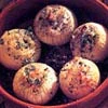 Bakedonionsnutstuffing
