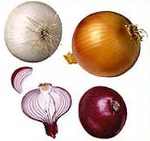 Onion v1.jpg