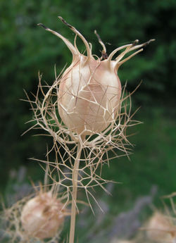 Nigella