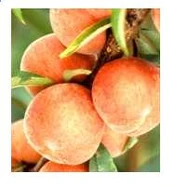 Peach v