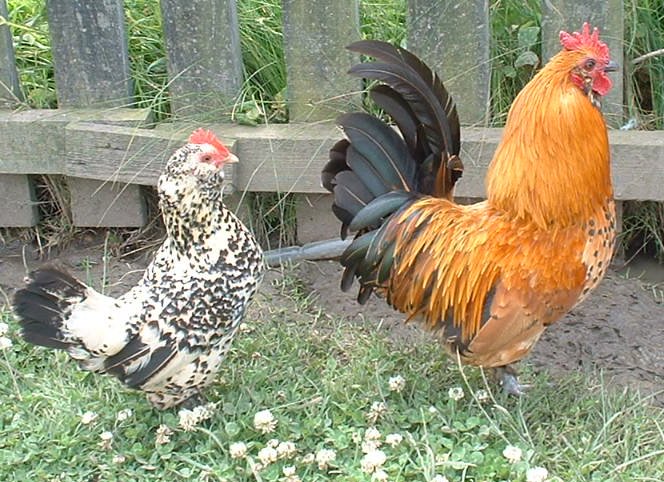 Chickens Images