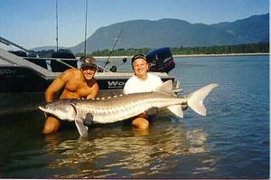 sturgeon