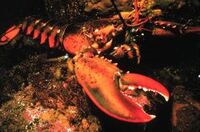 Americanlobster