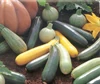 Courgette