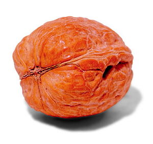 Walnut