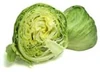 Lettuce crisphead