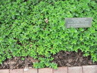Marjoram