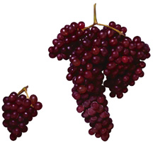zante grapes