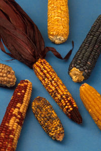 Maize