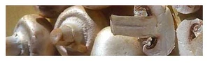 Mushroom h