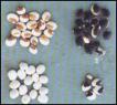Tarwi