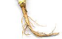 CorianderRoot