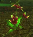 Cleansed Songflower.jpg