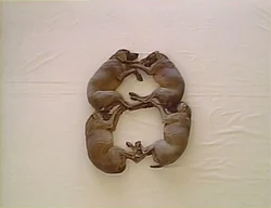 Wegman8