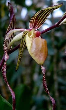 Paphiopedilum sanderianum.jpg