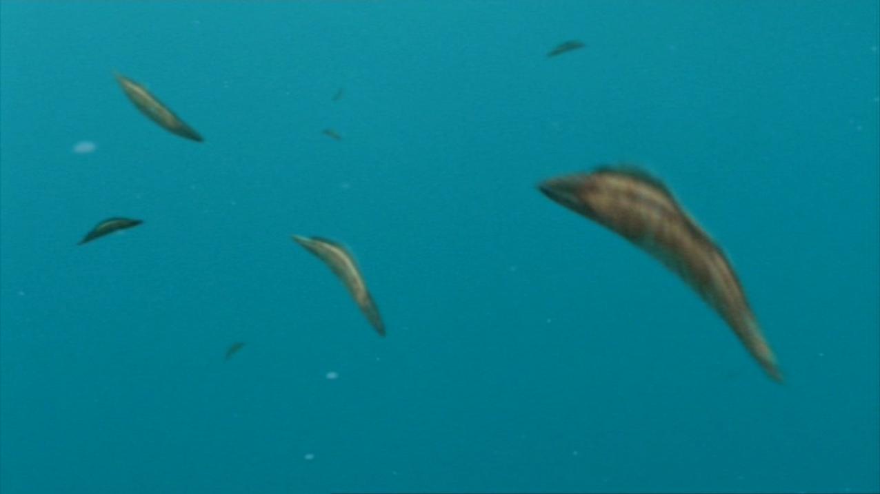 Haikouichthys - JungleKey.fr Image