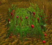 Bloodberry Bush.jpg