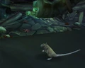Sewer Rat.jpg