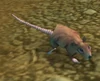 Dig Rat