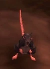 Plagued Rat