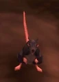 Plagued Rat.jpg