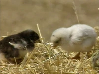 Babychick.jpg