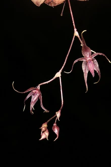 Platystele oxyglossa