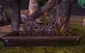 Balnir Snapdragons.jpg