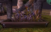 Balnir Snapdragons.jpg