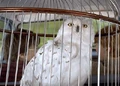 Hedwigcar.jpg