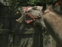 Horse-sound.jpg