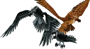 Stormcrows