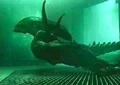AR Swim.jpg