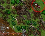 Demon oak 5