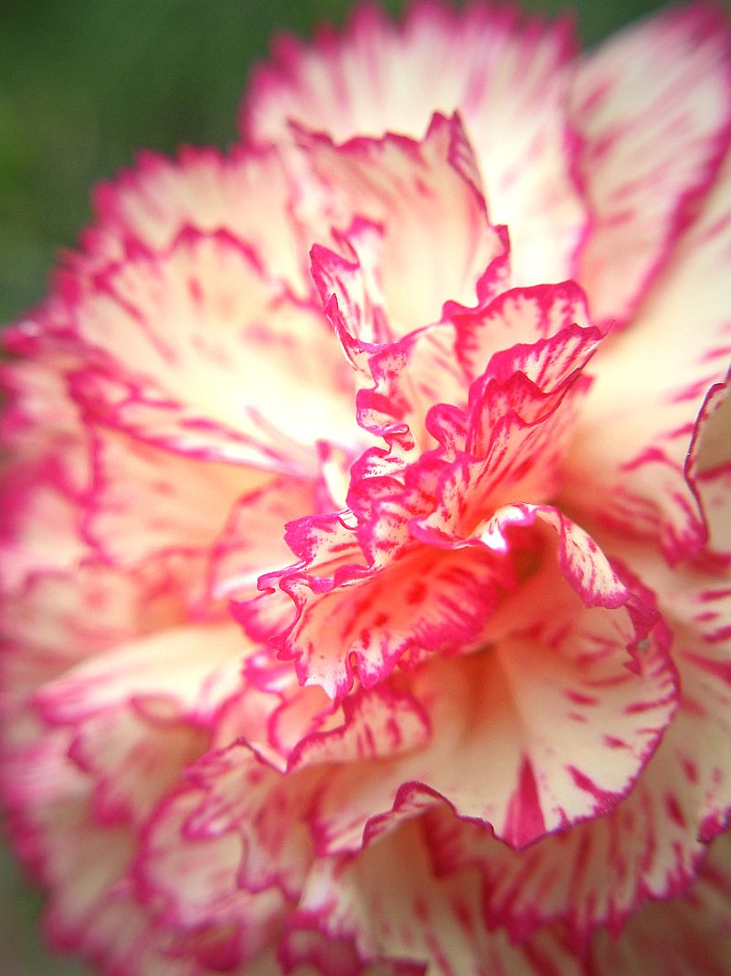 Carnation Symbolism Wiki