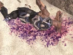 1215645880 Jackal Blood