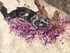 1215645880 Jackal Blood.jpg