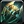 Inv shield 49